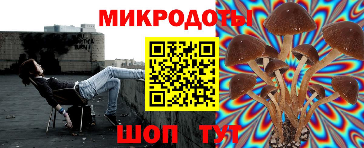 Галлюциногенные грибы Psilocybe Энгельс